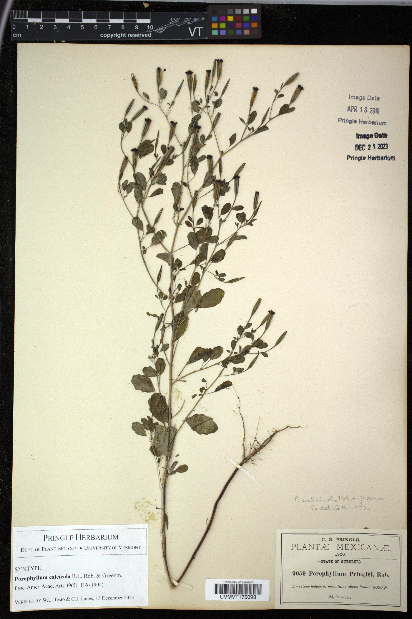 Porophyllum calcicola image