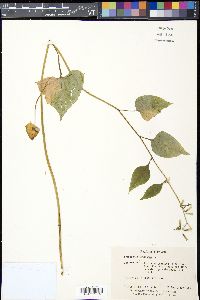 Nabalus altissimus image