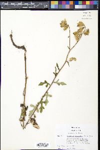 Nabalus trifoliolatus image