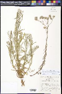 Pseudognaphalium macounii image