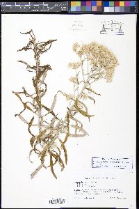 Pseudognaphalium obtusifolium image