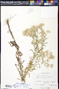 Pseudognaphalium obtusifolium image