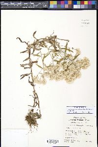 Pseudognaphalium obtusifolium image
