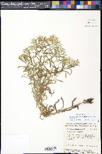 Pseudognaphalium obtusifolium image