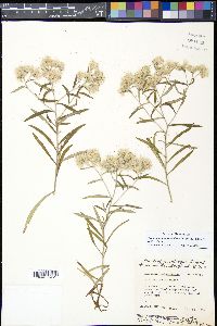 Pseudognaphalium obtusifolium image