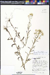 Pseudognaphalium obtusifolium image