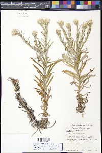 Pseudognaphalium obtusifolium image