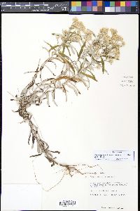 Pseudognaphalium obtusifolium image