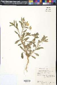 Psilostrophe villosa image