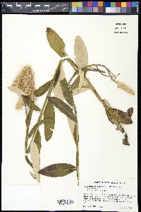 Pterocaulon pycnostachyum image