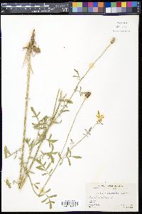 Ratibida columnifera image