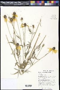 Ratibida pinnata image