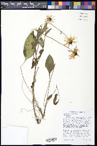 Rudbeckia fulgida var. fulgida image