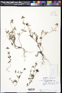 Sanvitalia procumbens image