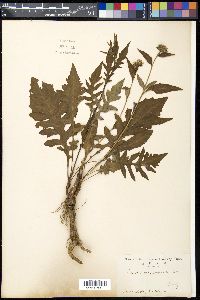 Hosta plantaginea image