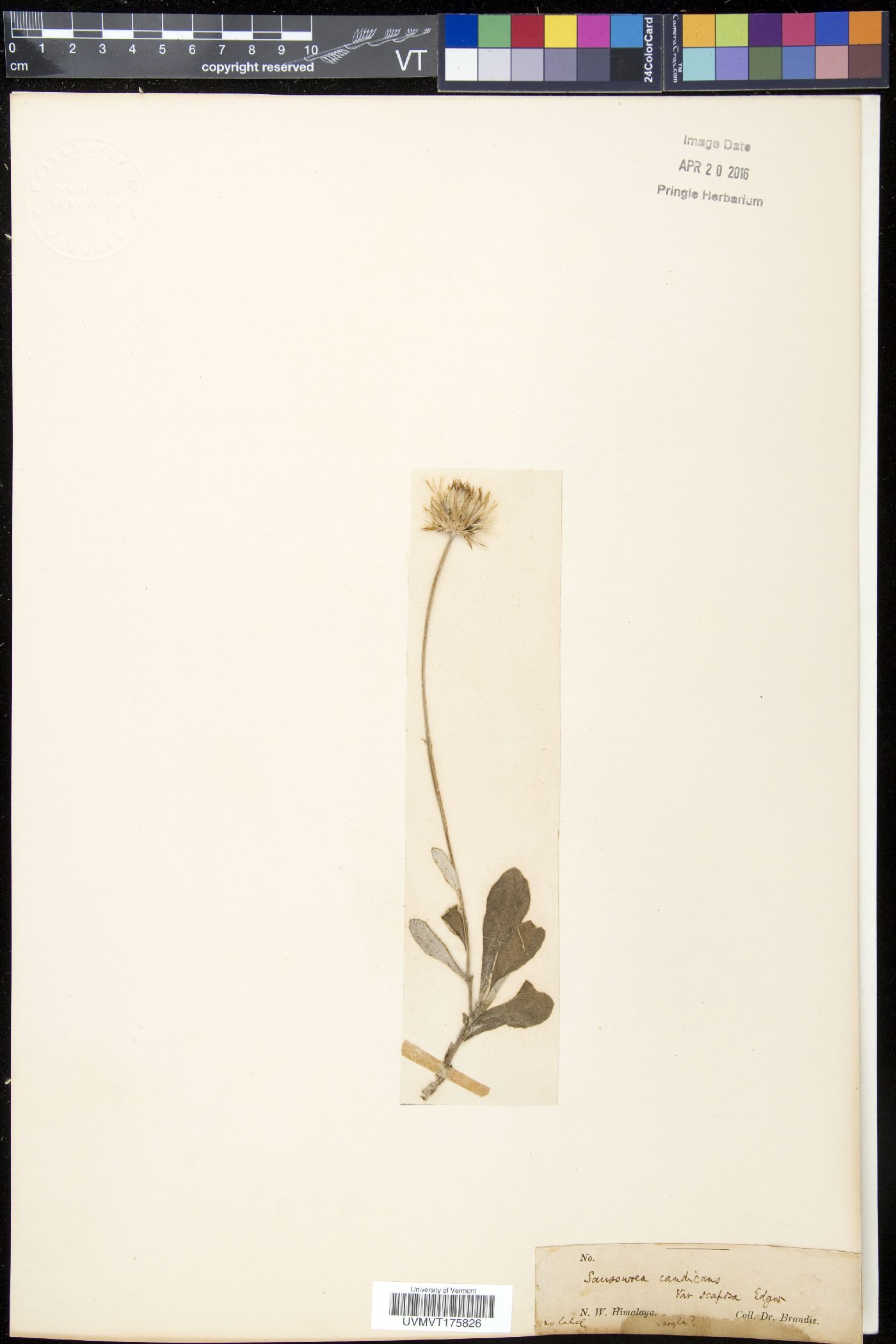 Saussurea candicans image