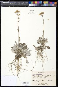 Senecio antennariifolius image