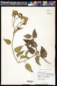 Senecio confusus image