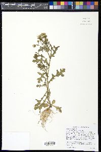 Senecio vulgaris image