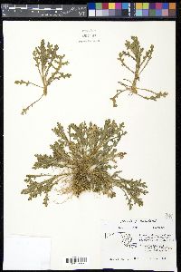 Senecio vulgaris image