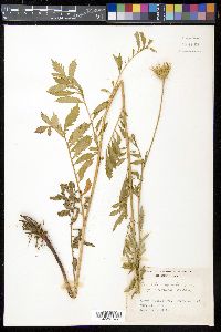 Serratula coronata image