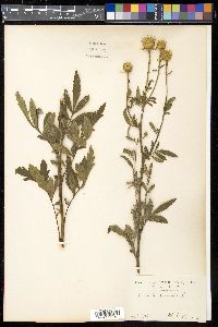 Serratula coronata image