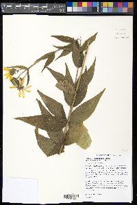 Silphium integrifolium var. integrifolium image