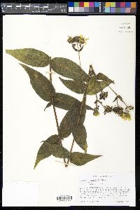 Silphium integrifolium image