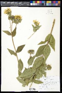 Silphium integrifolium image