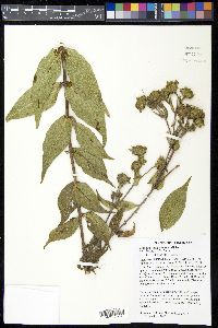 Silphium integrifolium image