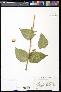 Silphium integrifolium image