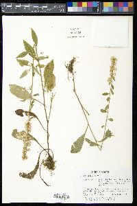 Solidago bicolor image