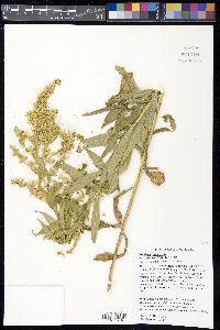 Solidago canadensis var. scabra image