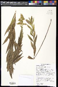 Solidago canadensis var. scabra image