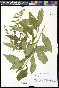 Solidago radula image
