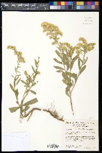 Solidago velutina image