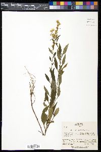 Solidago virgaurea image