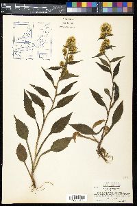 Solidago decurrens image