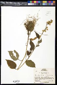 Solidago decurrens image