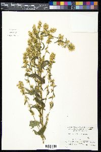Solidago dahurica image