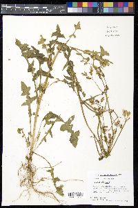 Sonchus oleraceus image