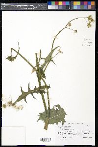 Sonchus oleraceus image
