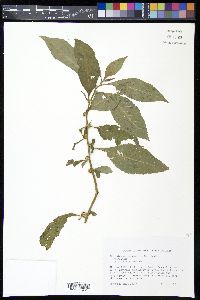 Struchium sparganophorum image