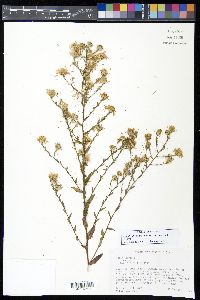 Symphyotrichum laeve image