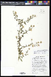 Symphyotrichum lanceolatum image