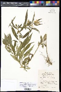 Symphyotrichum lanceolatum image