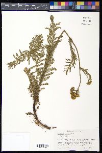 Tanacetum huronense image
