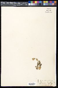 Taraxacum dens-leonis image