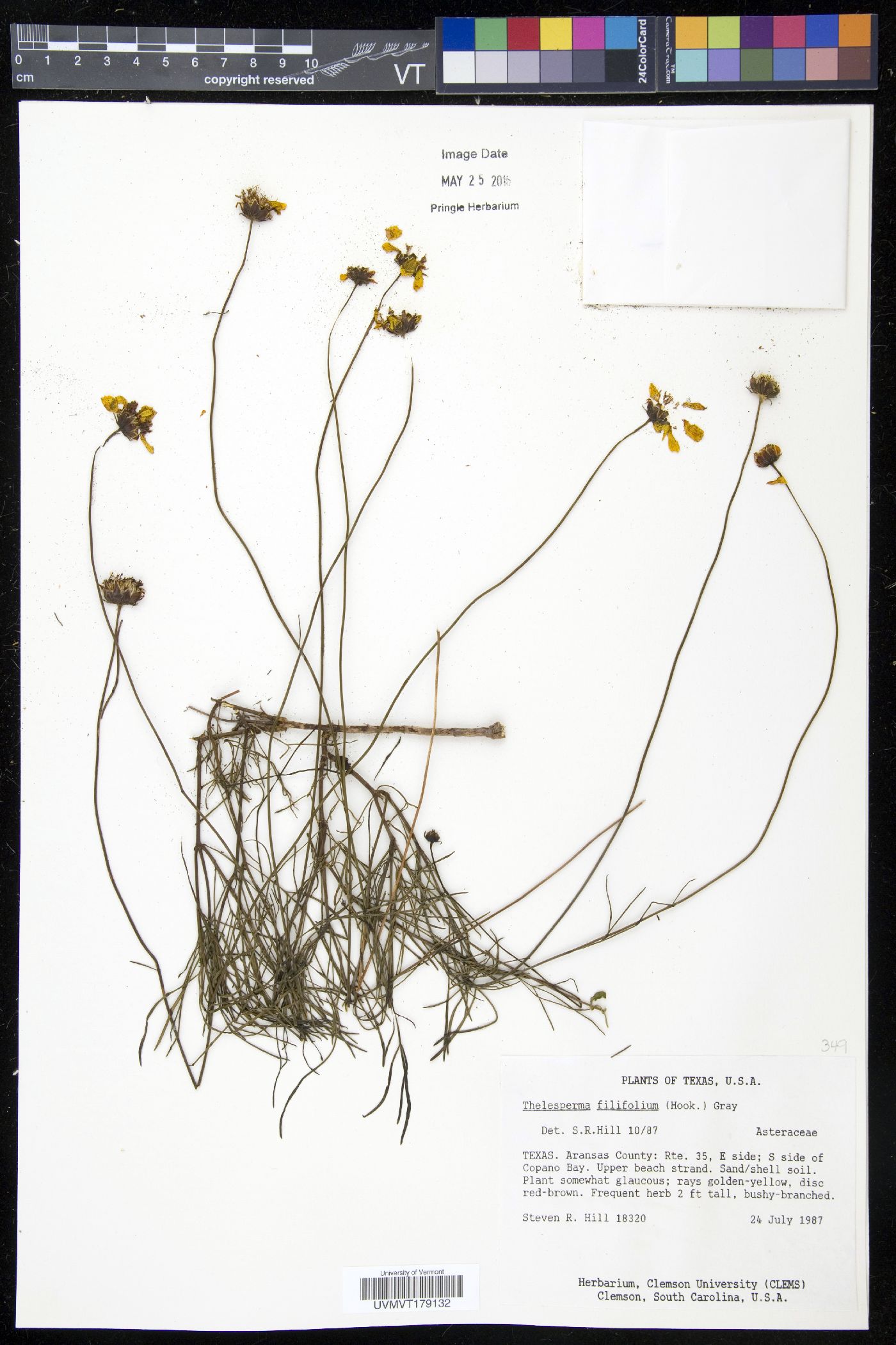 Thelesperma filifolium image