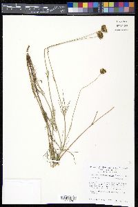 Thelesperma megapotamicum image